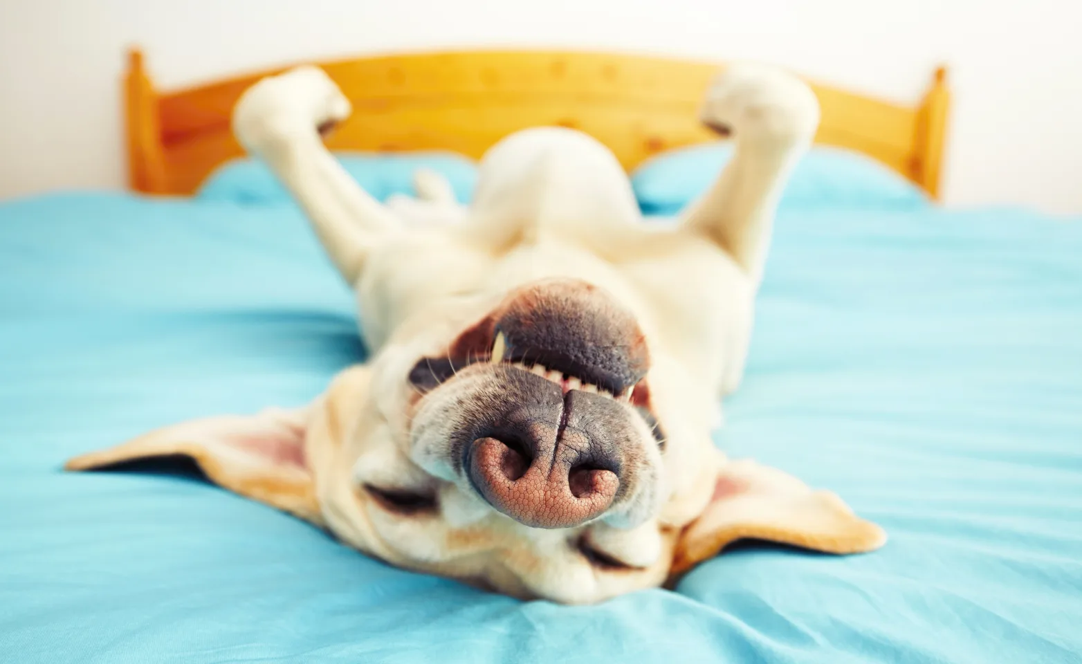 Dog lying upside down on bed